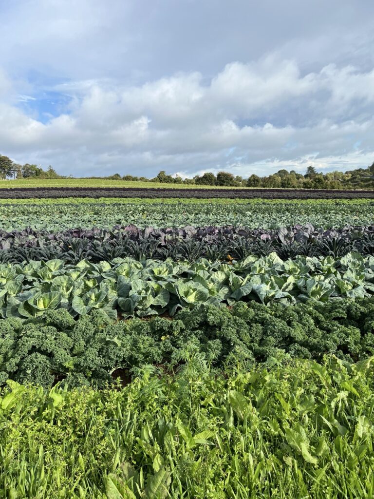 organic-farming-11